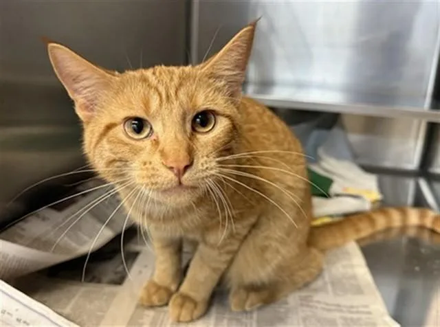 A young medium-sized male Domestic Short Hair cat named Sylvie for adoption in Aurora, IL