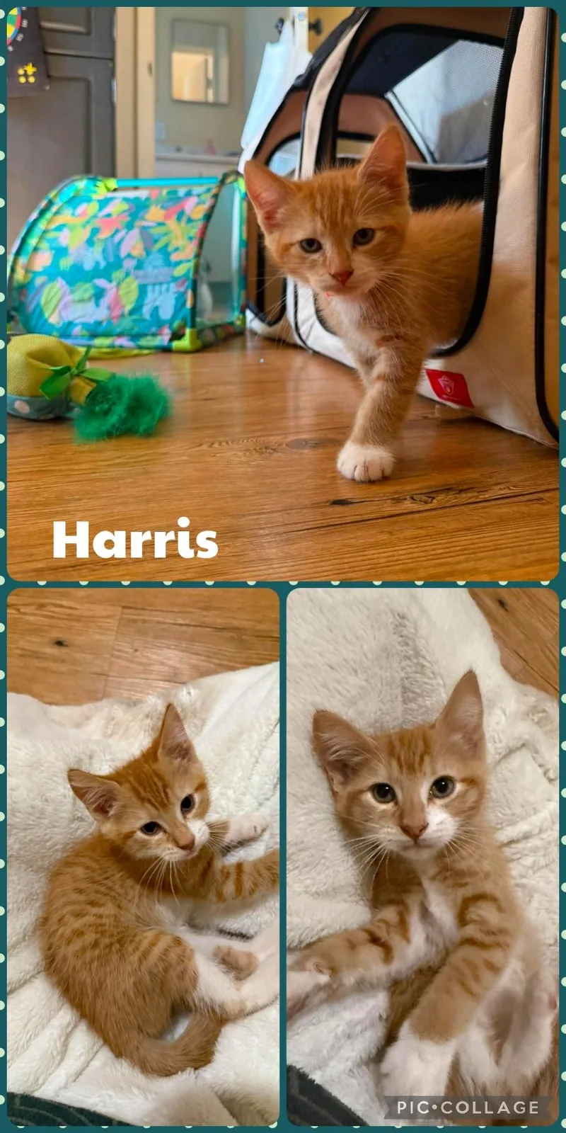 A baby medium-sized male Orange & White Domestic Short Hair cat named Harris for adoption in Newberg, OR