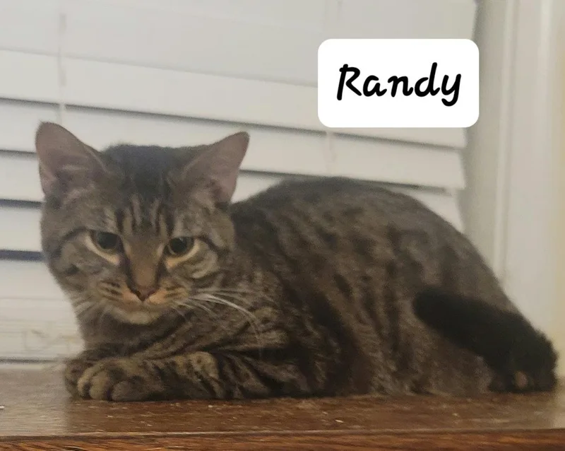 A baby medium-sized male Tabby cat named Randy for adoption in Versailles, KY