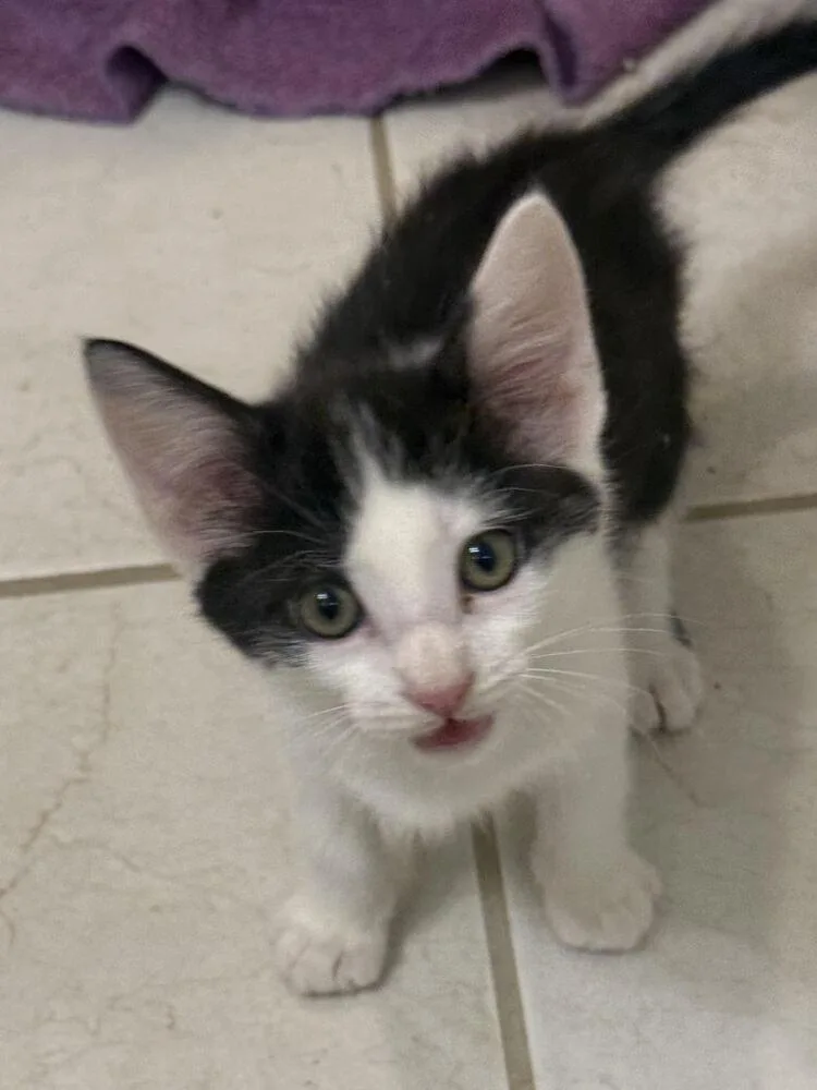 A baby small-sized male Black & White / Tuxedo Domestic Medium Hair cat named Ace for adoption in Lancaster, CA