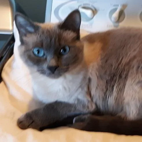 An adult medium-sized female Buff / Tan / Fawn Domestic Short Hair cat named Abby for adoption in LYLE, MN
