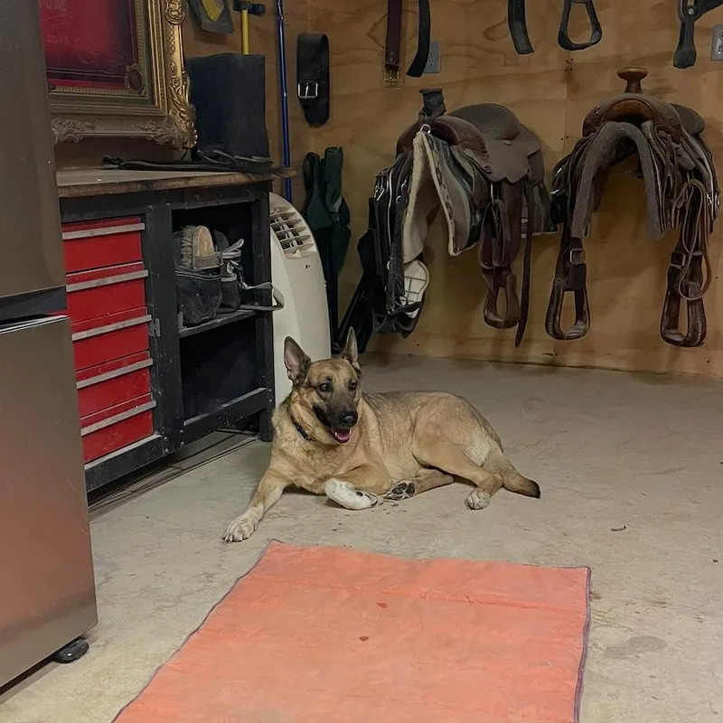 An adult large-sized female Brown / Chocolate Shepherd dog named Sasha for adoption in Las Vegas, NV