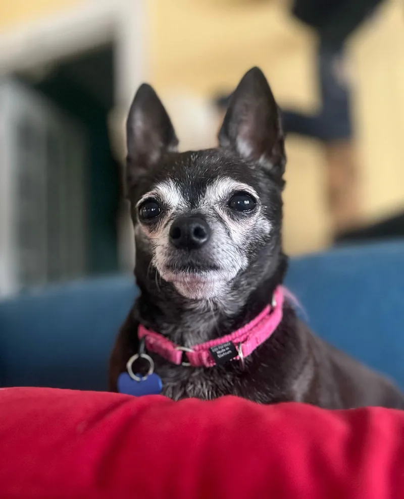 A senior small-sized female Chihuahua dog named Paris for adoption in De Pere, WI