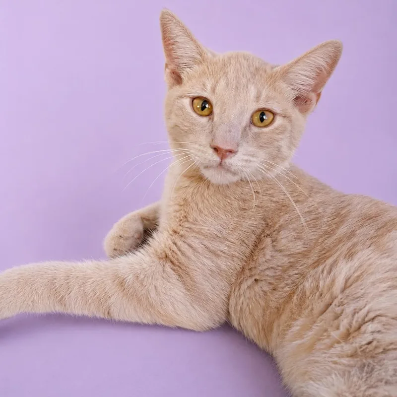 A young small-sized male Black Domestic Short Hair cat named Mango for adoption in Casa Grande, AZ