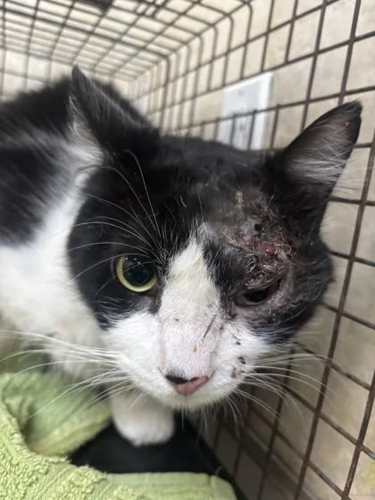 An adult small-sized male Domestic Medium Hair cat named Burrito for adoption in Honolulu, HI