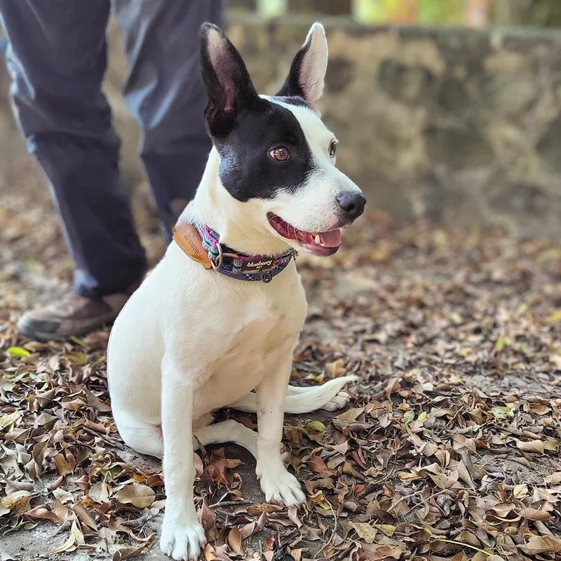 A young medium-sized female White / Cream Cattle Dog dog named Patricia for adoption in Bend, OR