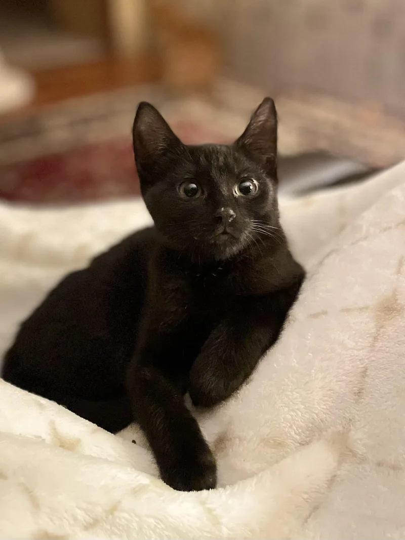An adult medium-sized male Black American Shorthair cat named James for adoption in Gloucester City, NJ