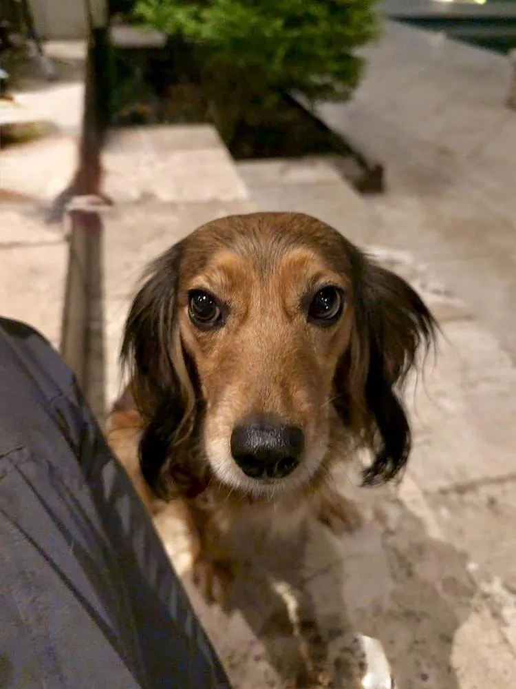 Halyica
