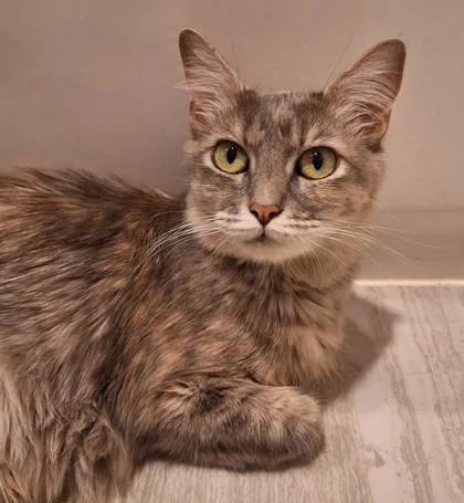 A young small-sized female Gray / Blue / Silver Domestic Medium Hair cat named Autumn for adoption in Sacramento, CA