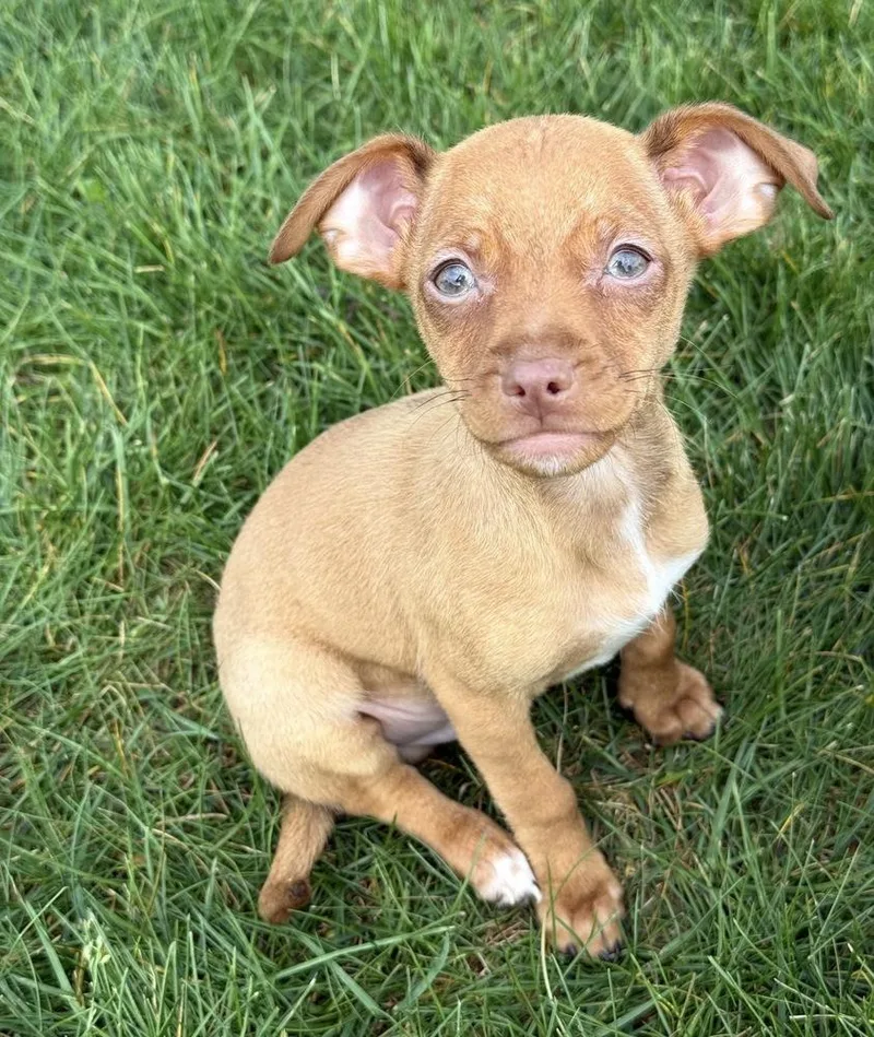 A baby small-sized male Red / Chestnut / Orange Chihuahua dog named Neville for adoption in South Bend, IN