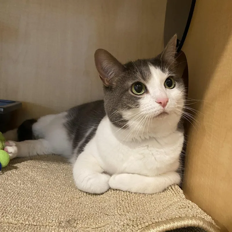 An adult large-sized female Gray / Blue / Silver Domestic Short Hair cat named Hambone for adoption in Washington Township, OH