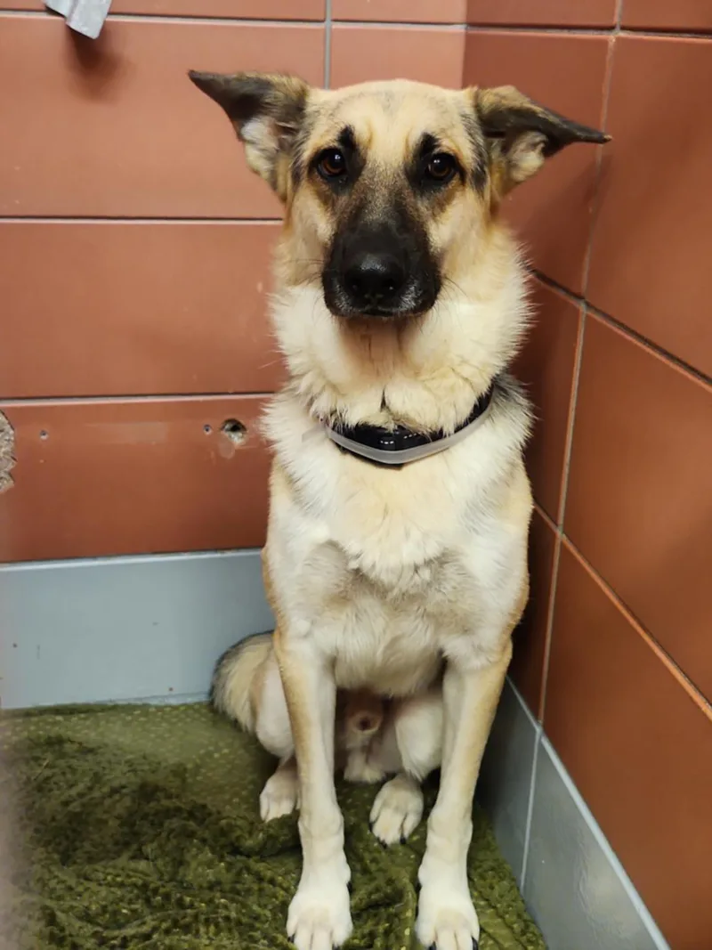 A young large-sized male German Shepherd Dog dog named Sam for adoption in Houston, TX