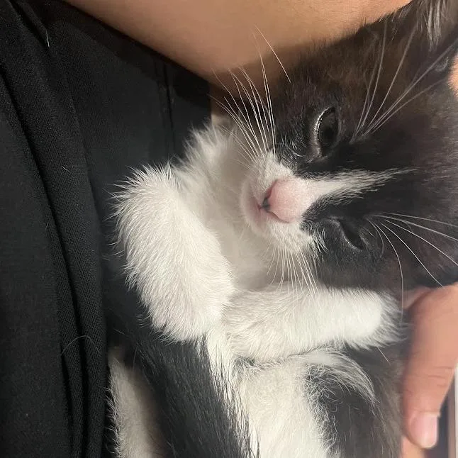 A baby small-sized female Black Domestic Short Hair cat named Jiji for adoption in Austin, TX