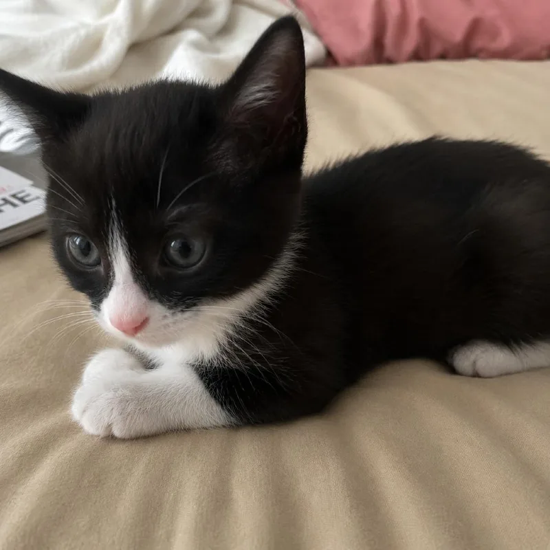 Jiji thumbnail 2