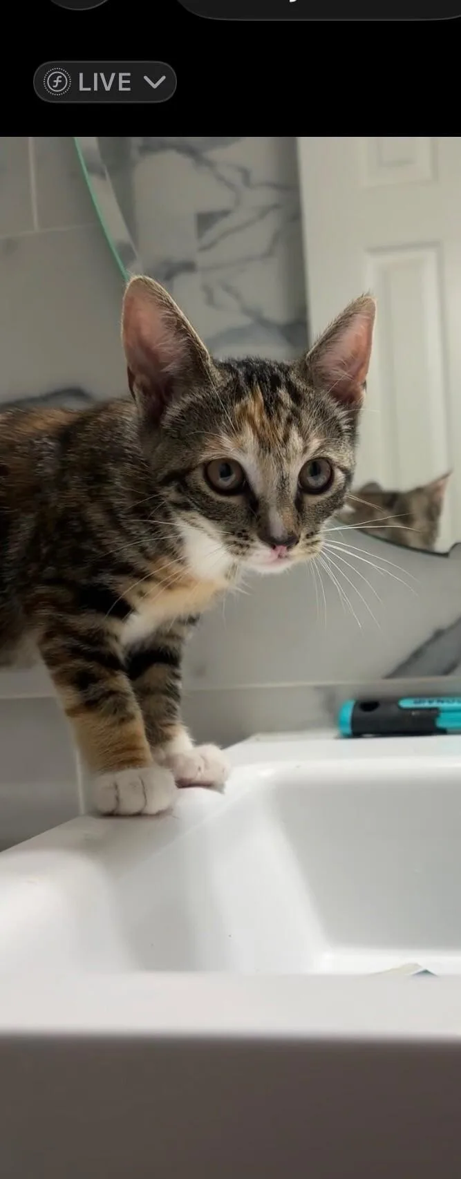 A young medium-sized female Tabby (Brown / Chocolate) Domestic Short Hair cat named Sparkie for adoption in North Babylon, NY