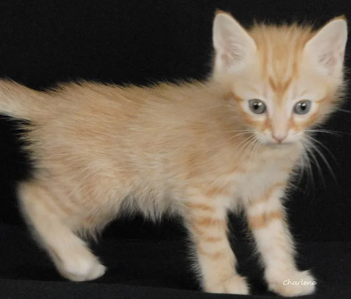 A baby medium-sized male Tabby (Orange / Red) Tabby cat named Huda for adoption in Newland, NC