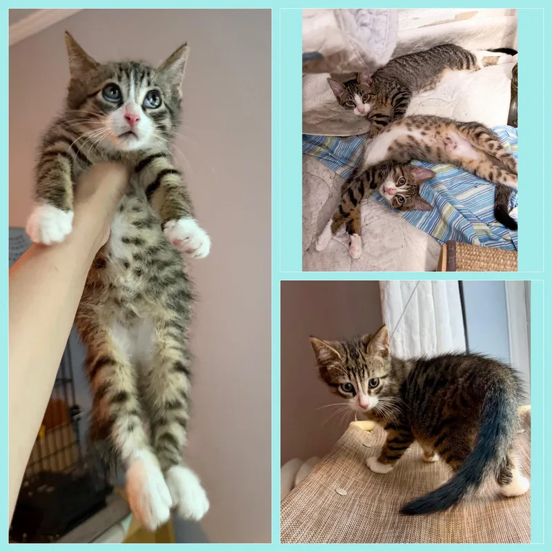 A baby medium-sized male Domestic Short Hair cat named Jim Beam for adoption in Brooklyn, NY