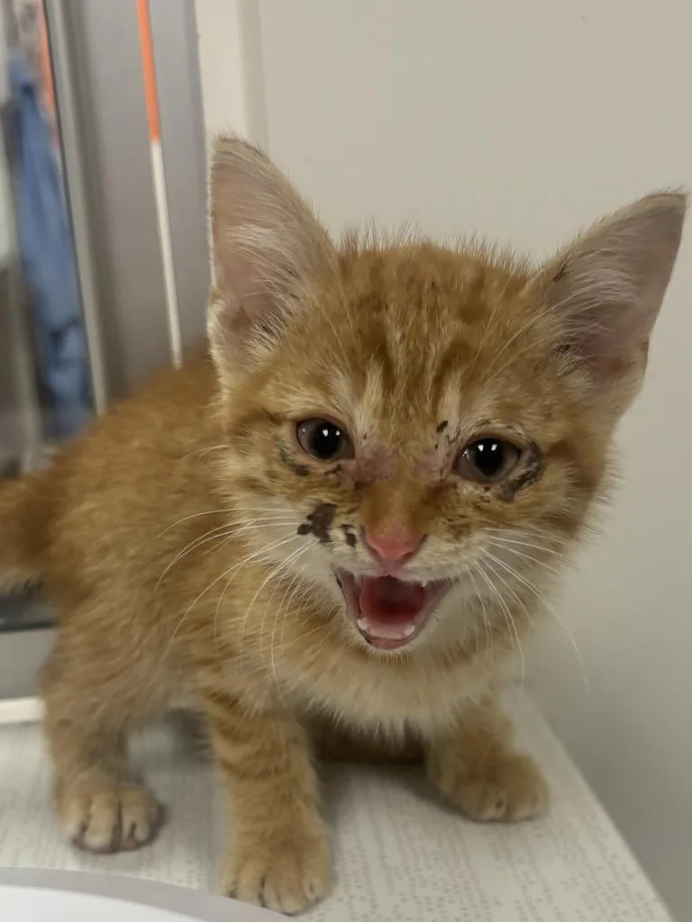 A baby large-sized male Domestic Short Hair cat named Frisco for adoption in Greenfield, IN