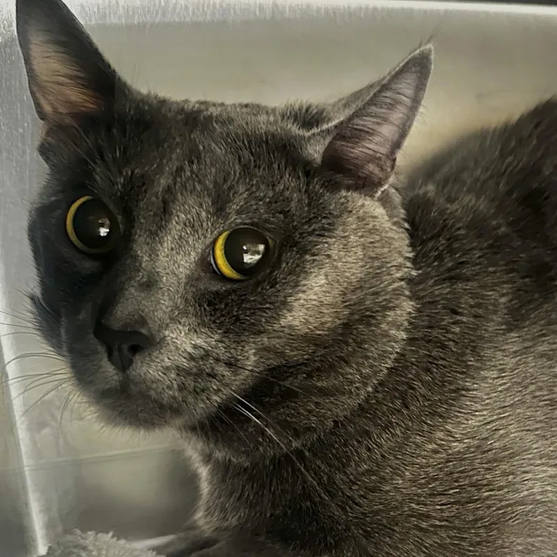 A young medium-sized male Gray / Blue / Silver Domestic Short Hair cat named Ghost for adoption in Chicago, IL