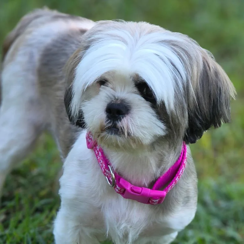 Mable