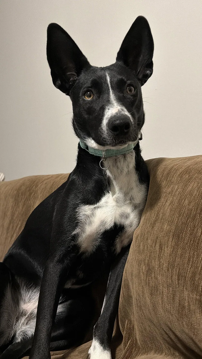 An adult medium-sized female Border Collie dog named Spooky Big Ear Energy for adoption in Oakhurst, NJ