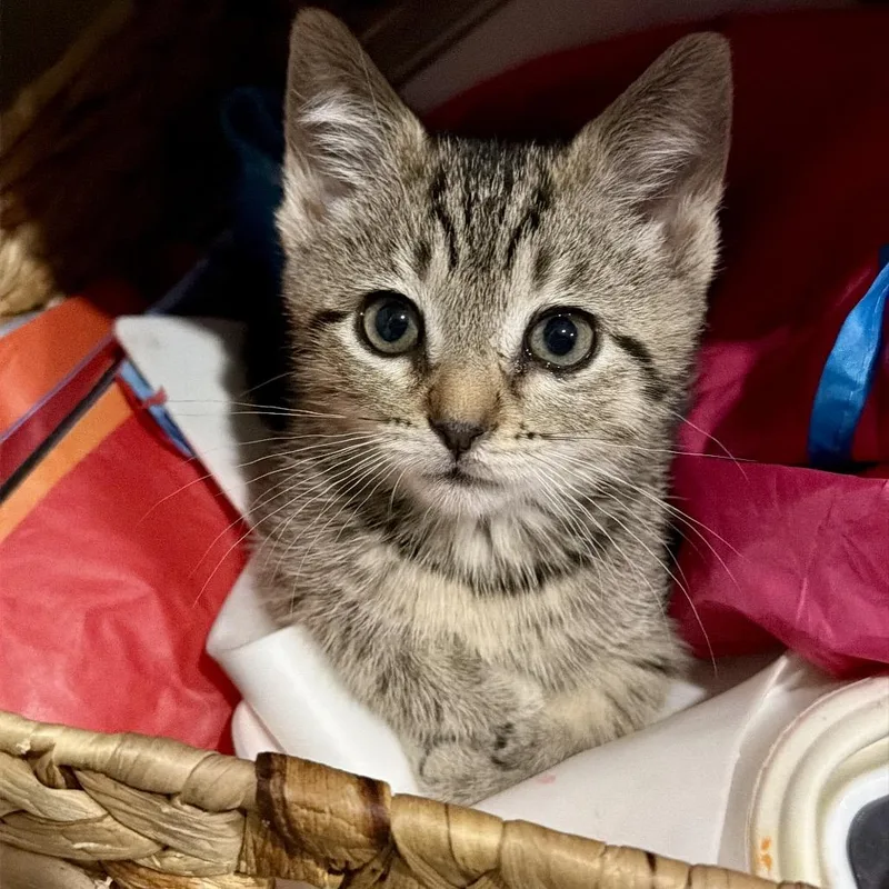 A baby small-sized female Brown / Chocolate Domestic Short Hair cat named Calliope for adoption in Middle Village, NY