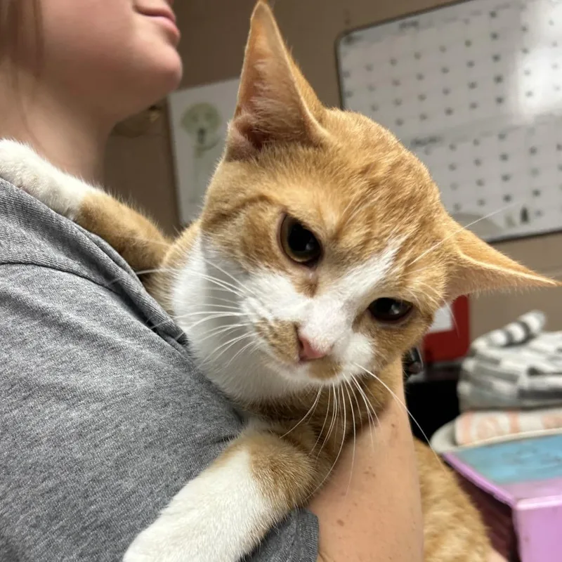 A young medium-sized female White Domestic Short Hair cat named Creamsicle for adoption in Newport, NC