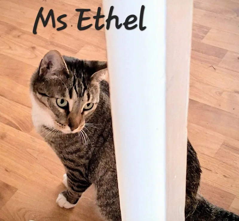 Ms Ethel Lowmaintenance