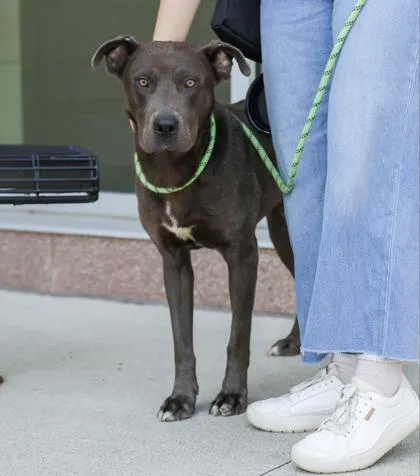 An adult large-sized male Mixed Breed dog named Gavin for adoption in Westland, MI