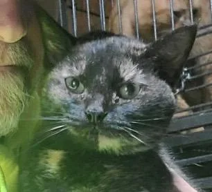 A young large-sized female Domestic Short Hair cat named Marla for adoption in Dalton, GA