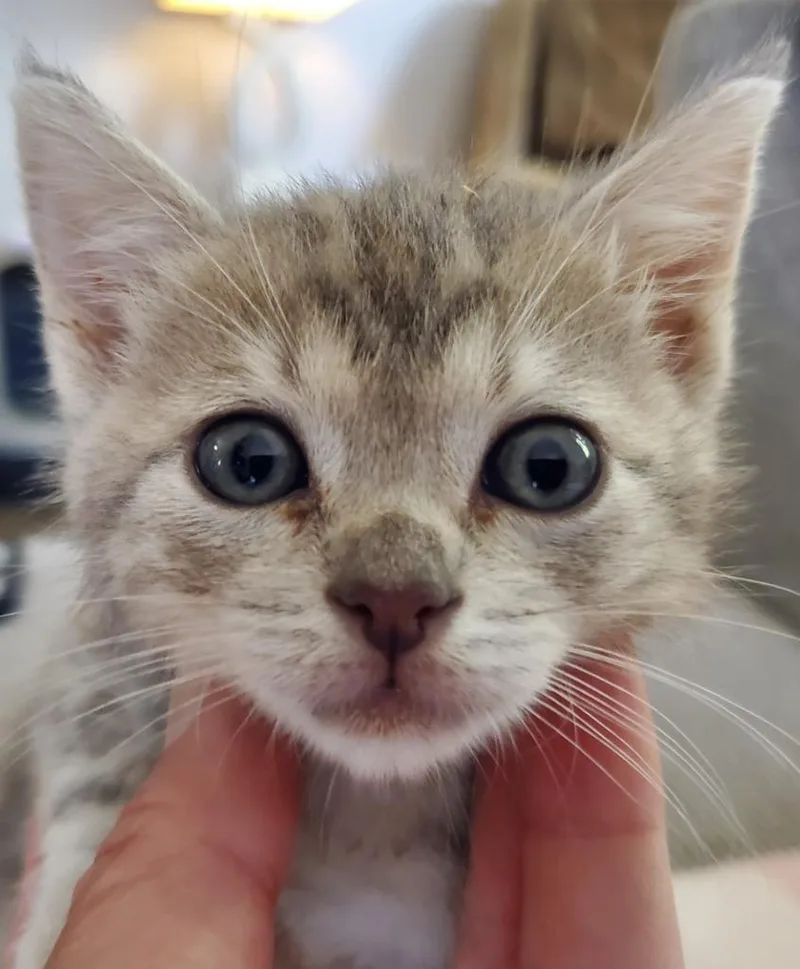 A baby small-sized male Domestic Short Hair cat named Dominic for adoption in HUNTINGTON BEACH, CA