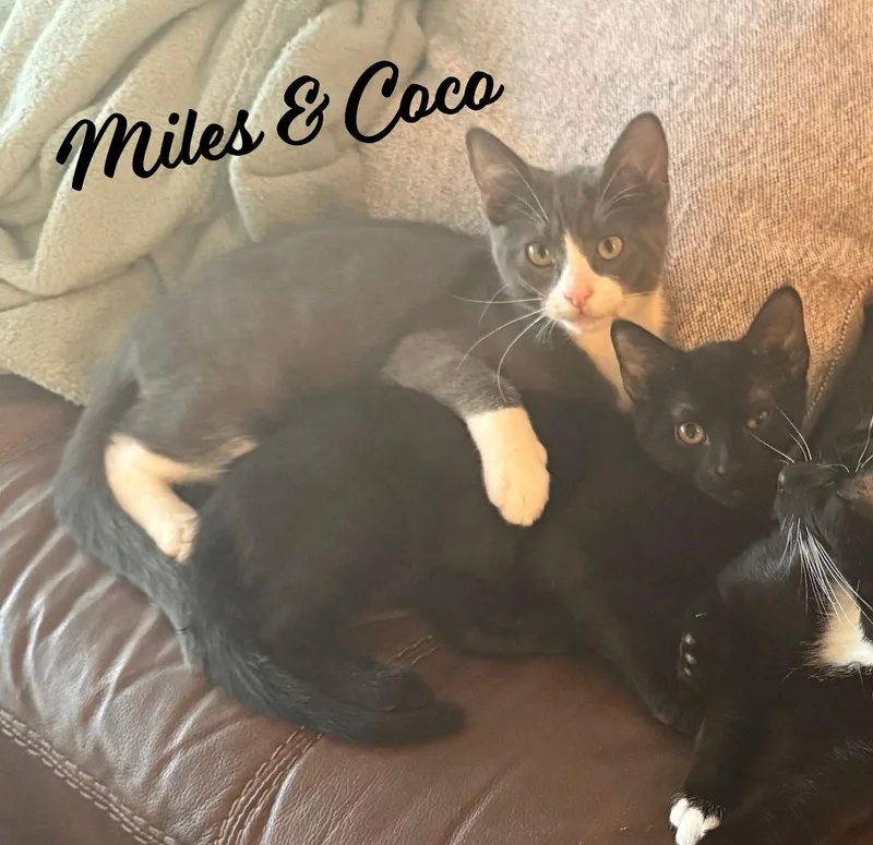 Miles Mrcongeniality thumbnail 3