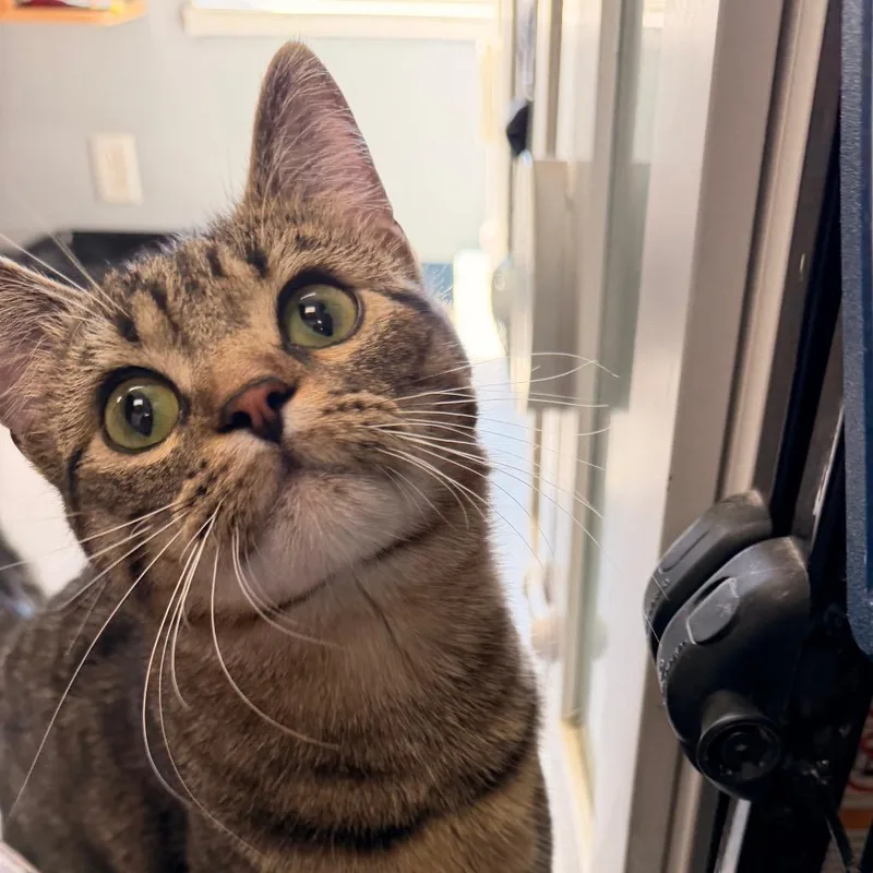 A young small-sized male Brown / Chocolate Domestic Short Hair cat named River for adoption in Duncan, OK