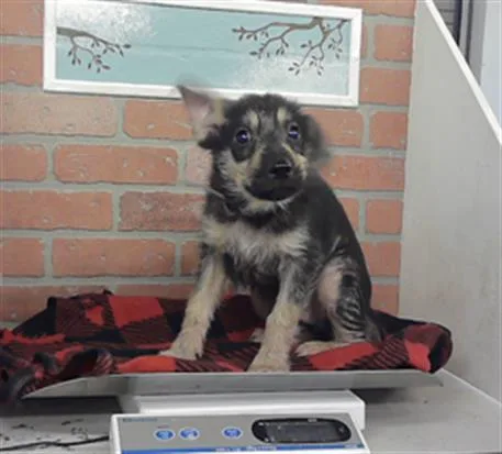 A baby small-sized male German Shepherd Dog dog named Ian for adoption in Houston, TX