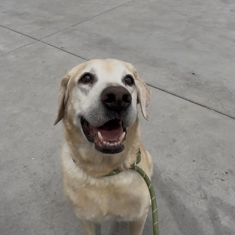 A senior large-sized male Yellow / Tan / Blond / Fawn Yellow Labrador Retriever dog named Buddy Jr Aka Bj for adoption in Pahrump, NV