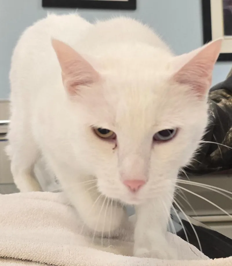 An adult small-sized male Domestic Short Hair cat named Frank for adoption in Murphysboro, IL