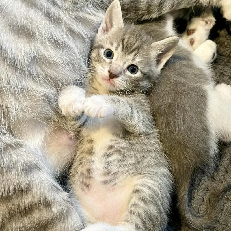 An adult small-sized female Domestic Short Hair cat named Suzy Q for adoption in Cumming, GA