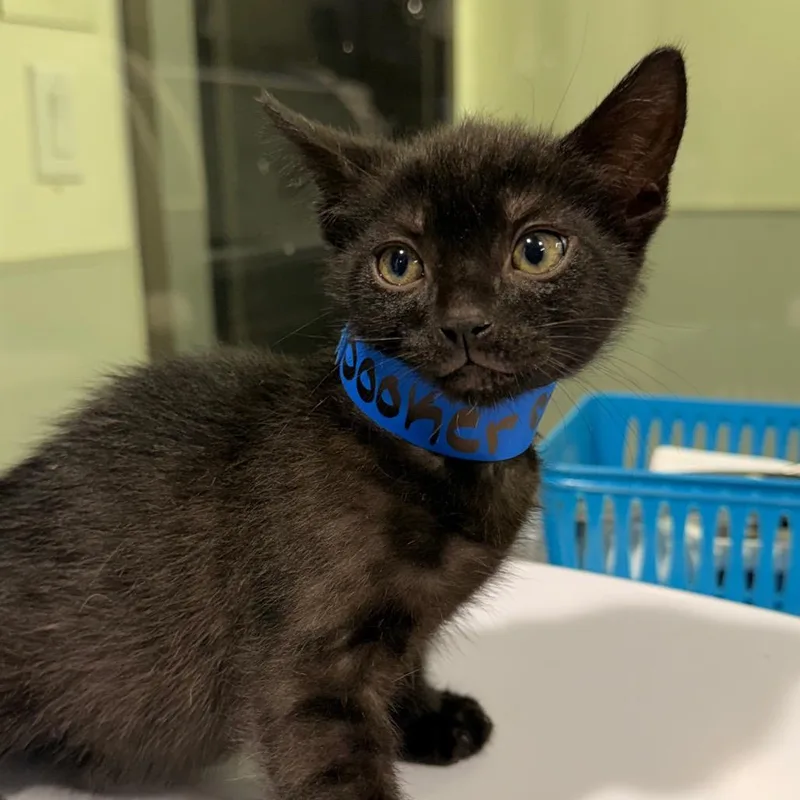 A baby small-sized male Black Domestic Short Hair cat named Booker for adoption in Tampa, FL