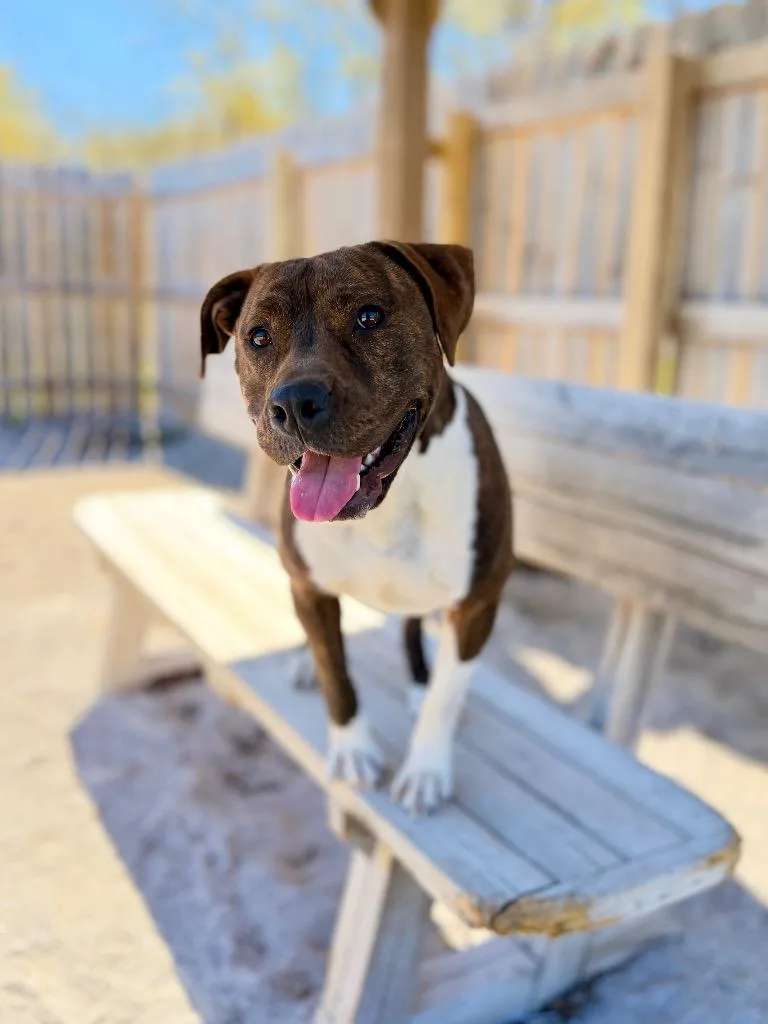 A young medium-sized female Mixed Breed dog named Karma for adoption in Muskegon, MI