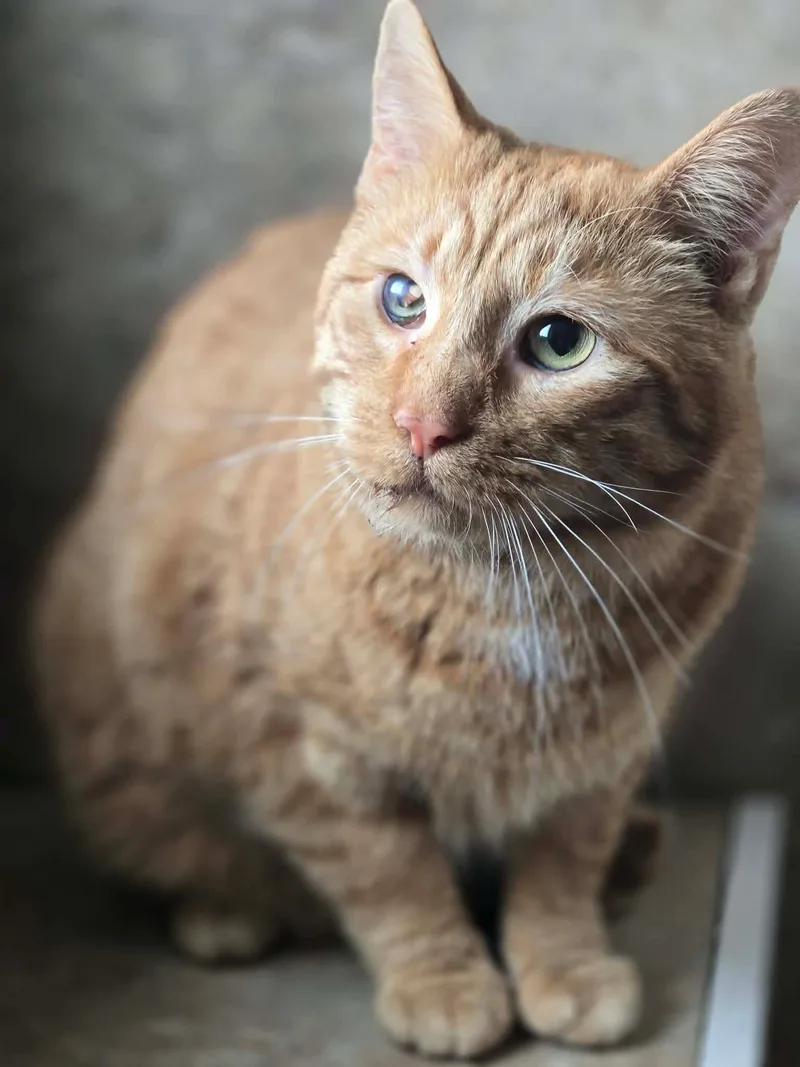 An adult medium-sized male Tabby (Orange / Red) Tabby cat named Nash for adoption in Greensburg, PA