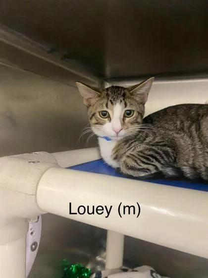 A baby small-sized male Domestic Short Hair cat named Louie for adoption in Hobart, IN