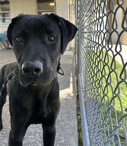 A baby large-sized male Cane Corso dog named Boy for adoption in Orlando, FL