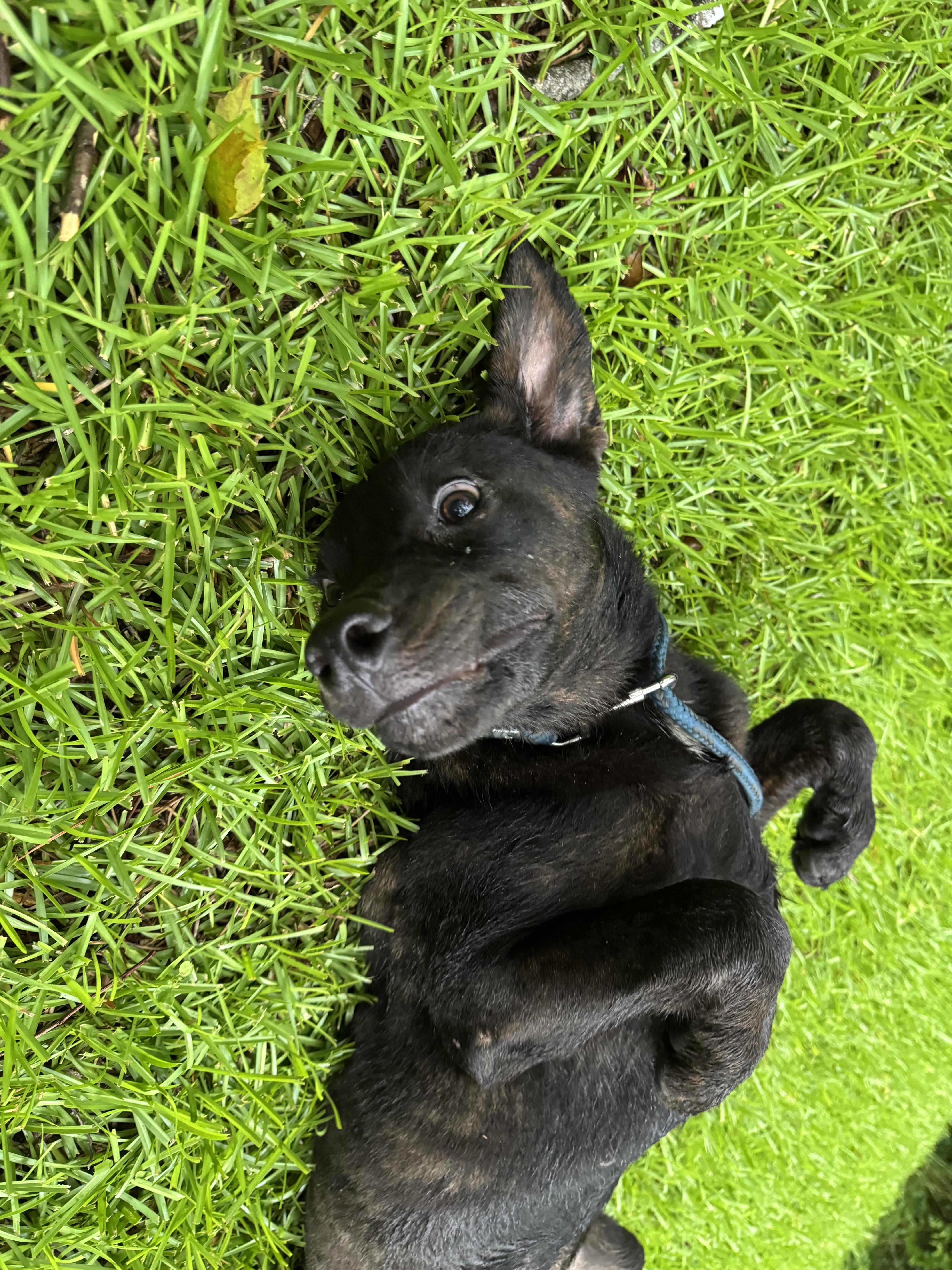 A baby medium-sized female Brown / Chocolate Chocolate Labrador Retriever dog named Tianna for adoption in Alexandria, LA
