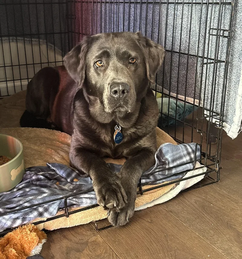 A senior large-sized female Gray / Blue / Silver Labrador Retriever dog named Cheyenne for adoption in Warrington, PA