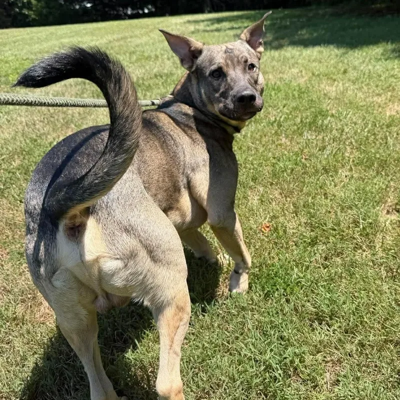 A young medium-sized male Brown / Chocolate Kishu dog named Chavalo for adoption in Culpeper, VA