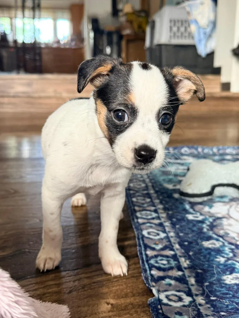 A baby small-sized female Shih Tzu dog named Star Crunch for adoption in West Richland, WA