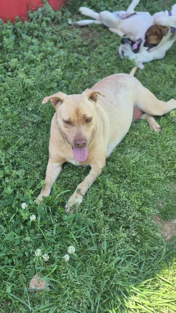 A young medium-sized female Mixed Breed dog named Valerie for adoption in Fond Du Lac, WI