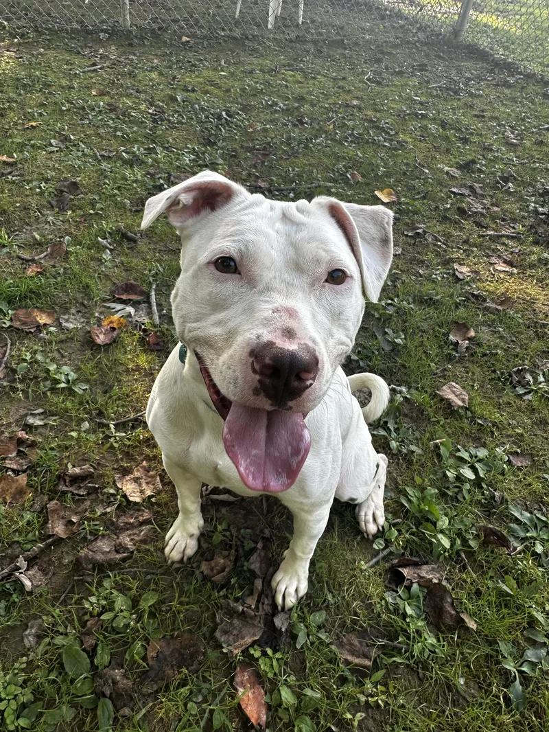An adult large-sized female Pit Bull Terrier dog named Angel for adoption in Reisterstown, MD