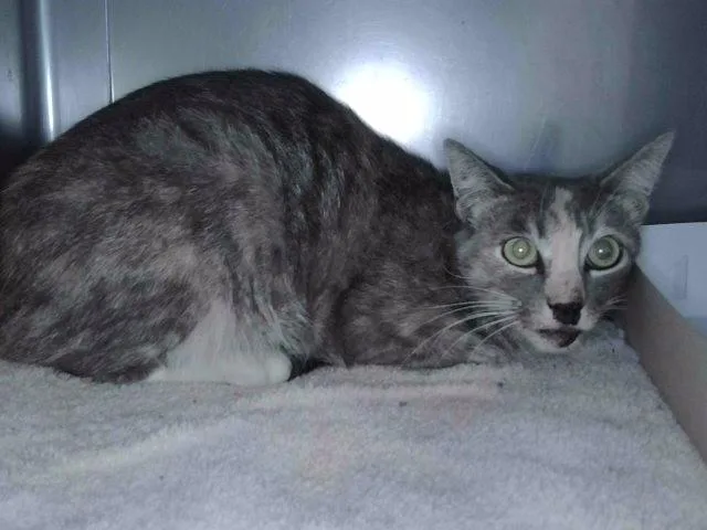 An adult large-sized female Domestic Short Hair cat named Sarabi for adoption in Baldwin Park, CA