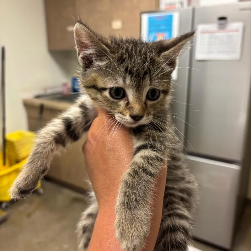 A baby small-sized female Brown / Chocolate Domestic Short Hair cat named Zigzag for adoption in Ottawa, KS
